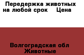 Передержка животных на любой срок. › Цена ­ 300 - Волгоградская обл. Животные и растения » Услуги   . Волгоградская обл.